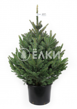 Голубая елка в горшке 1 - 1,25 м